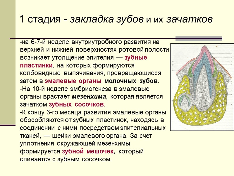 на 6-7-й неделе внутриутробного развития на верхней и нижней поверхностях ротовой полости возникает утолщение